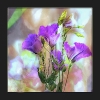Glockenblumen
