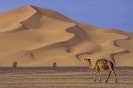 Heilmann_Sahara 2