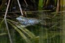 Kroete 3